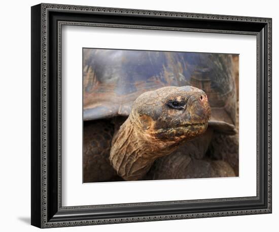 Close Up of a Galapagos Tortoise, Giant Tortoise, Geochelone Nigra, Galapagos Islands, Ecuador-Miva Stock-Framed Photographic Print