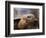 Close Up of a Galapagos Tortoise, Giant Tortoise, Geochelone Nigra, Galapagos Islands, Ecuador-Miva Stock-Framed Photographic Print