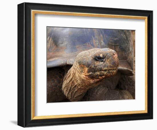 Close Up of a Galapagos Tortoise, Giant Tortoise, Geochelone Nigra, Galapagos Islands, Ecuador-Miva Stock-Framed Photographic Print