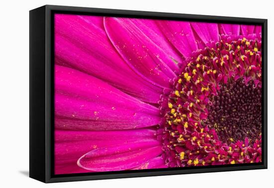 Close Up of a Gerber Daisy Showing Center and Petals with Pollen-Rona Schwarz-Framed Premier Image Canvas