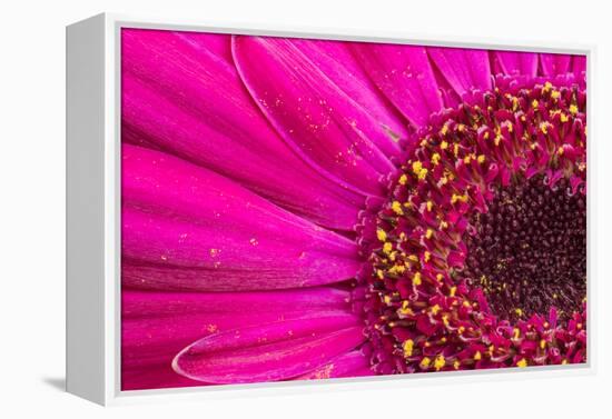 Close Up of a Gerber Daisy Showing Center and Petals with Pollen-Rona Schwarz-Framed Premier Image Canvas