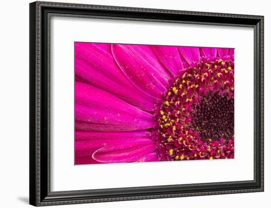 Close Up of a Gerber Daisy Showing Center and Petals with Pollen-Rona Schwarz-Framed Photographic Print