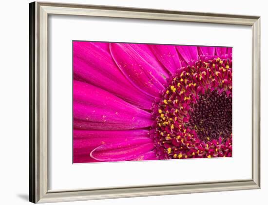 Close Up of a Gerber Daisy Showing Center and Petals with Pollen-Rona Schwarz-Framed Photographic Print