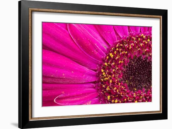 Close Up of a Gerber Daisy Showing Center and Petals with Pollen-Rona Schwarz-Framed Photographic Print