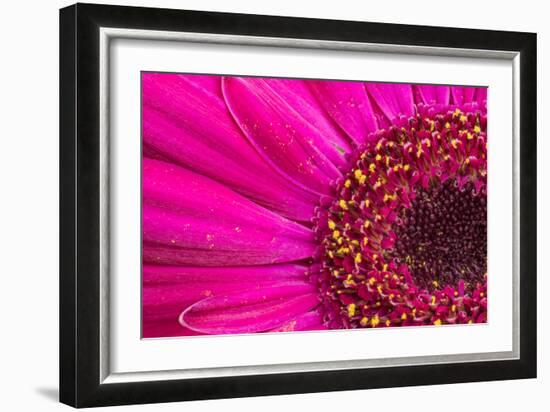 Close Up of a Gerber Daisy Showing Center and Petals with Pollen-Rona Schwarz-Framed Photographic Print