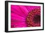 Close Up of a Gerber Daisy Showing Center and Petals with Pollen-Rona Schwarz-Framed Photographic Print