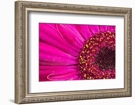 Close Up of a Gerber Daisy Showing Center and Petals with Pollen-Rona Schwarz-Framed Photographic Print