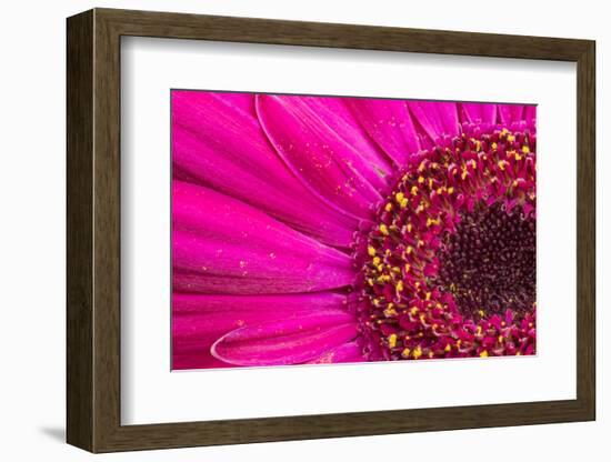 Close Up of a Gerber Daisy Showing Center and Petals with Pollen-Rona Schwarz-Framed Photographic Print