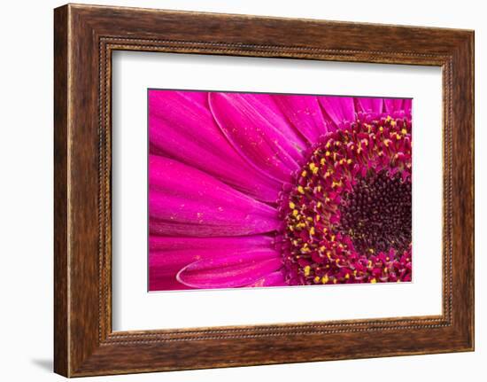 Close Up of a Gerber Daisy Showing Center and Petals with Pollen-Rona Schwarz-Framed Photographic Print