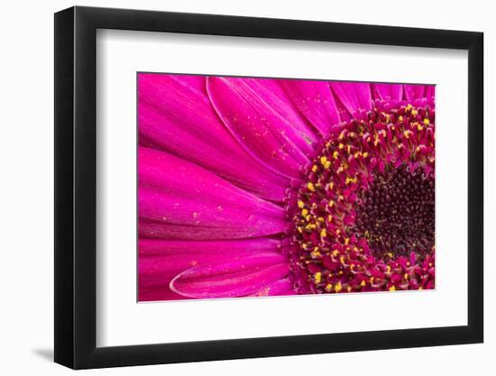 Close Up of a Gerber Daisy Showing Center and Petals with Pollen-Rona Schwarz-Framed Photographic Print