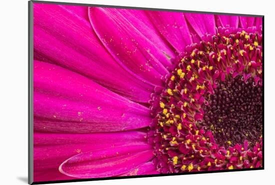 Close Up of a Gerber Daisy Showing Center and Petals with Pollen-Rona Schwarz-Mounted Photographic Print