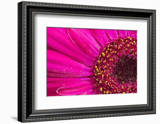 Close Up of a Gerber Daisy Showing Center and Petals with Pollen-Rona Schwarz-Framed Photographic Print