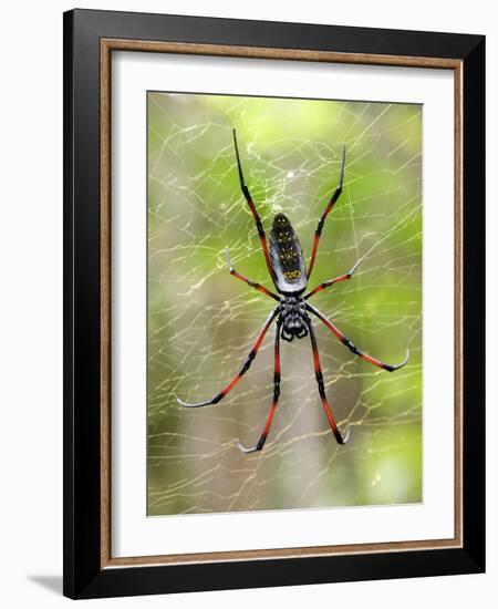 Close-Up of a Golden Silk Orb-Weaver, Andasibe-Mantadia National Park, Madagascar-null-Framed Photographic Print