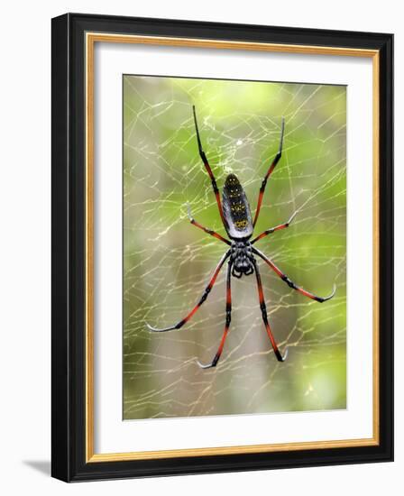 Close-Up of a Golden Silk Orb-Weaver, Andasibe-Mantadia National Park, Madagascar-null-Framed Photographic Print