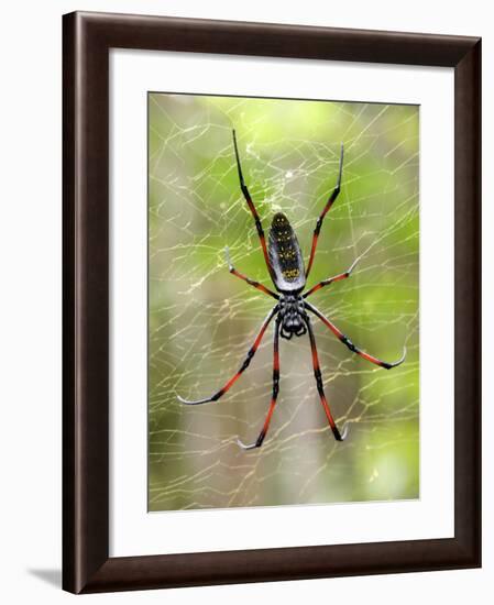 Close-Up of a Golden Silk Orb-Weaver, Andasibe-Mantadia National Park, Madagascar-null-Framed Photographic Print