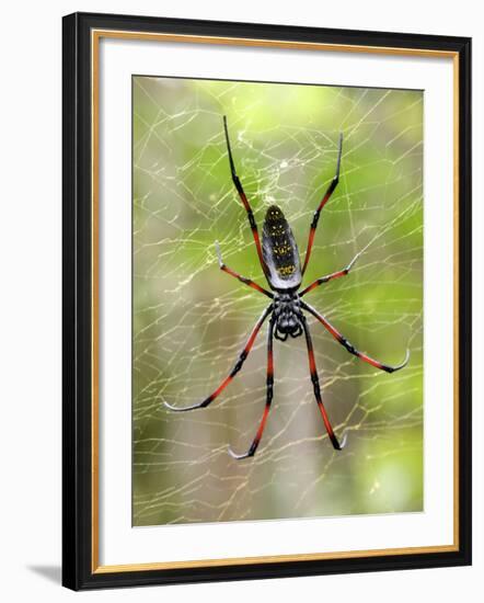 Close-Up of a Golden Silk Orb-Weaver, Andasibe-Mantadia National Park, Madagascar-null-Framed Photographic Print