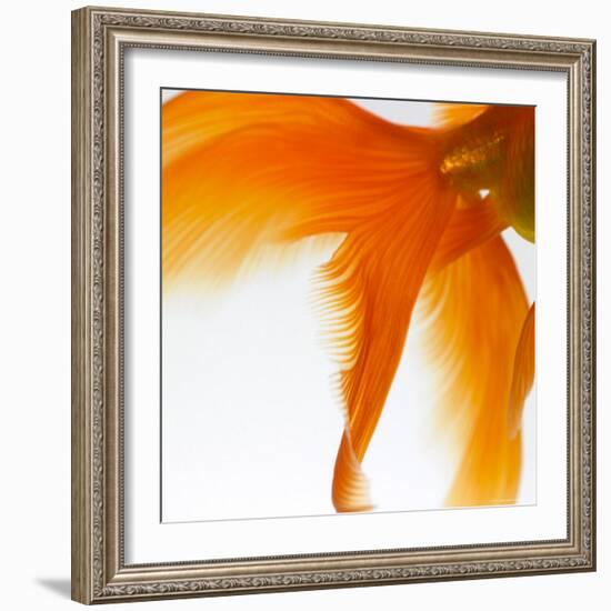 Close-up of a Goldfish Tail-Mark Mawson-Framed Photographic Print