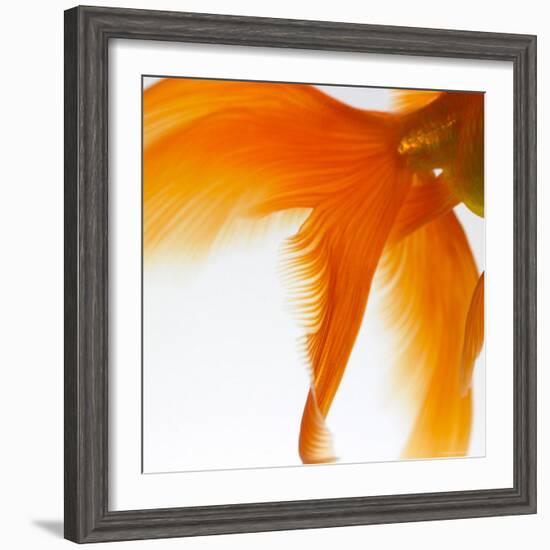 Close-up of a Goldfish Tail-Mark Mawson-Framed Photographic Print