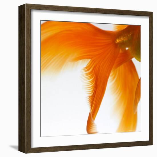 Close-up of a Goldfish Tail-Mark Mawson-Framed Photographic Print