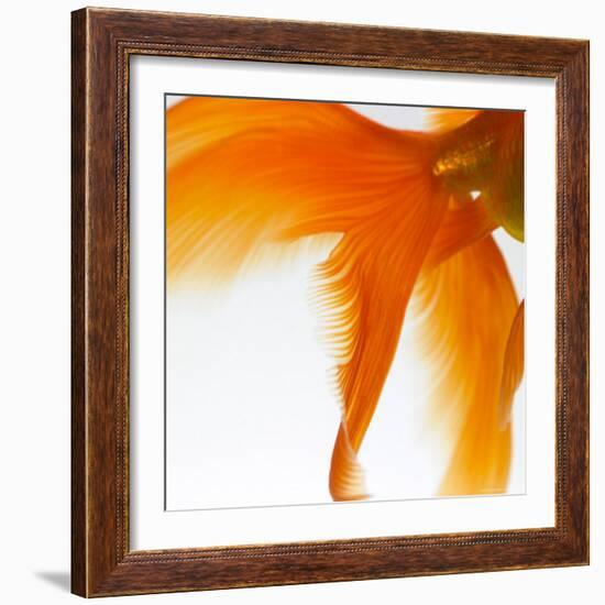 Close-up of a Goldfish Tail-Mark Mawson-Framed Photographic Print