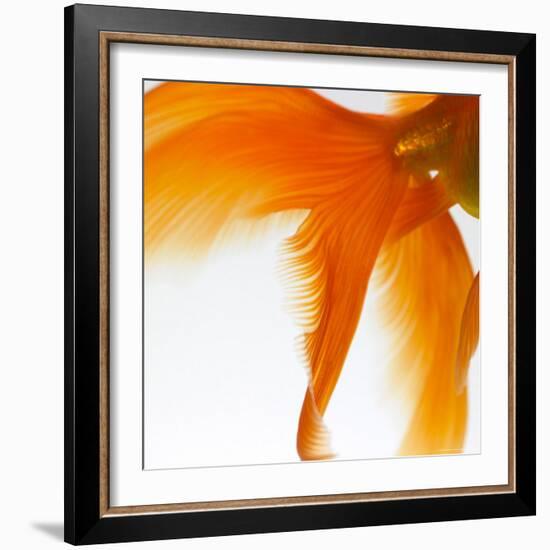 Close-up of a Goldfish Tail-Mark Mawson-Framed Photographic Print