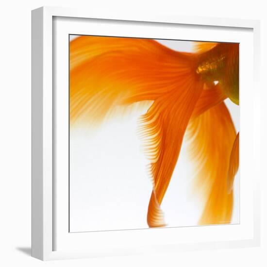 Close-up of a Goldfish Tail-Mark Mawson-Framed Photographic Print