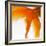 Close-up of a Goldfish Tail-Mark Mawson-Framed Photographic Print