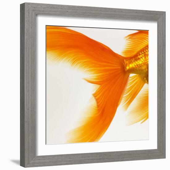 Close-up of a Goldfish Tail-Mark Mawson-Framed Photographic Print