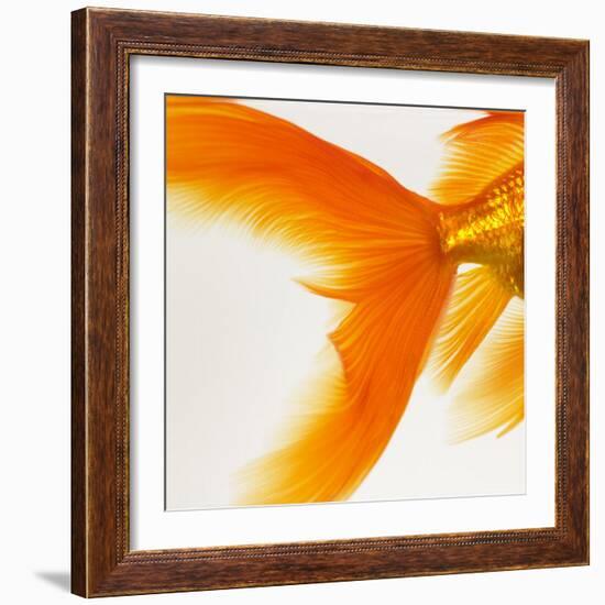 Close-up of a Goldfish Tail-Mark Mawson-Framed Photographic Print