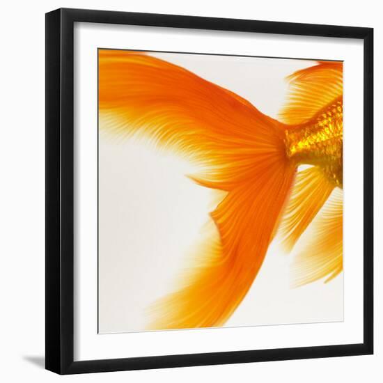 Close-up of a Goldfish Tail-Mark Mawson-Framed Photographic Print