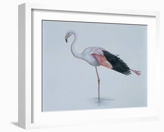 Close-Up of a Greater Flamingo Standing in Water (Phoenicopterus Ruber)-null-Framed Giclee Print