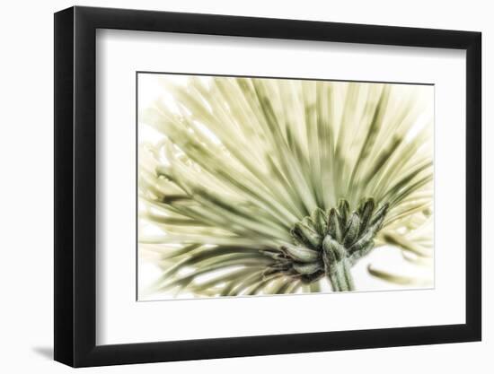 Close Up of a Green Chrysanthemum from Behind. Digitally Altered-Rona Schwarz-Framed Photographic Print