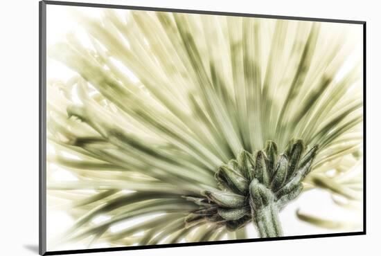 Close Up of a Green Chrysanthemum from Behind. Digitally Altered-Rona Schwarz-Mounted Photographic Print