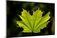 Premium Photographic Print