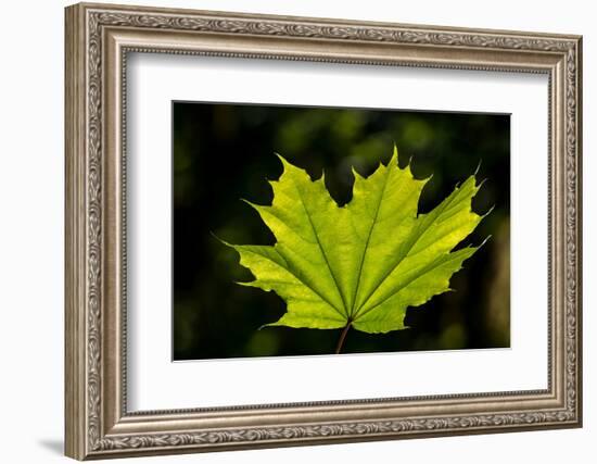 Close-up of a green maple leaf, British Columbia, Canada-null-Framed Photographic Print