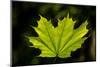 Close-up of a green maple leaf, British Columbia, Canada-null-Mounted Photographic Print