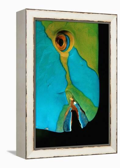 Close-Up of a Greentroat Parrotfish Head-Reinhard Dirscherl-Framed Premier Image Canvas