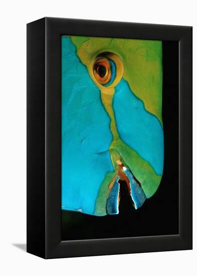 Close-Up of a Greentroat Parrotfish Head-Reinhard Dirscherl-Framed Premier Image Canvas