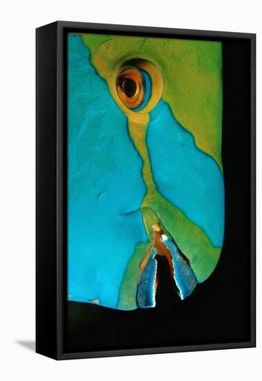 Close-Up of a Greentroat Parrotfish Head-Reinhard Dirscherl-Framed Premier Image Canvas