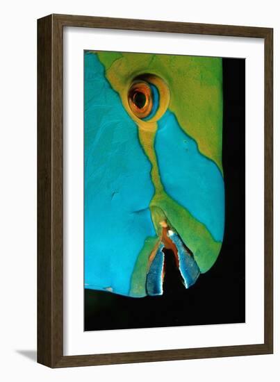 Close-Up of a Greentroat Parrotfish Head-Reinhard Dirscherl-Framed Photographic Print