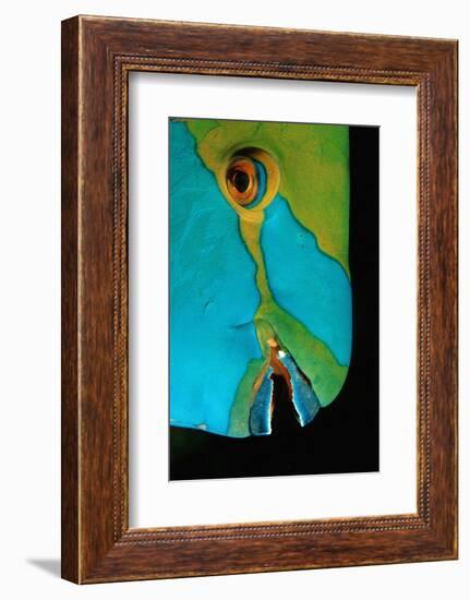 Close-Up of a Greentroat Parrotfish Head-Reinhard Dirscherl-Framed Photographic Print