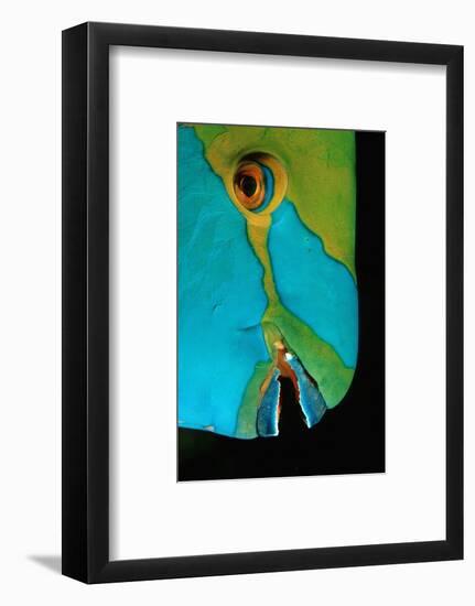 Close-Up of a Greentroat Parrotfish Head-Reinhard Dirscherl-Framed Photographic Print