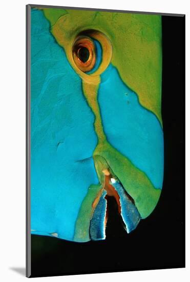 Close-Up of a Greentroat Parrotfish Head-Reinhard Dirscherl-Mounted Photographic Print