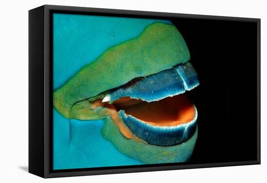 Close-Up of a Greentroat Parrotfish Mouth and Beak-Reinhard Dirscherl-Framed Premier Image Canvas