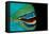 Close-Up of a Greentroat Parrotfish Mouth and Beak-Reinhard Dirscherl-Framed Premier Image Canvas