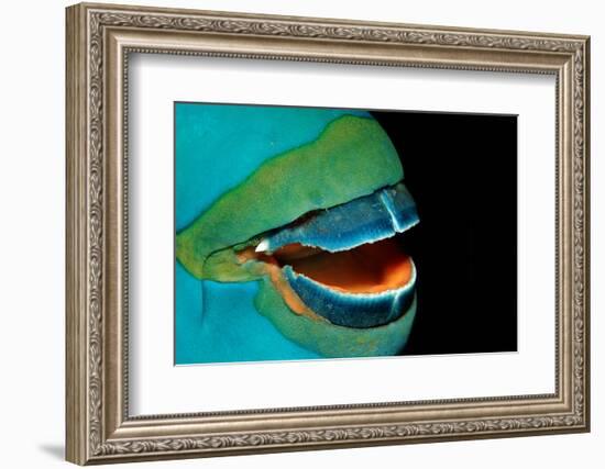 Close-Up of a Greentroat Parrotfish Mouth and Beak-Reinhard Dirscherl-Framed Photographic Print