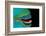 Close-Up of a Greentroat Parrotfish Mouth and Beak-Reinhard Dirscherl-Framed Photographic Print