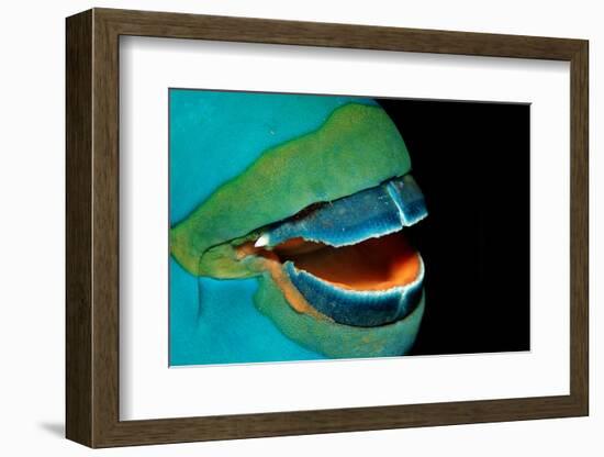 Close-Up of a Greentroat Parrotfish Mouth and Beak-Reinhard Dirscherl-Framed Photographic Print
