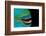 Close-Up of a Greentroat Parrotfish Mouth and Beak-Reinhard Dirscherl-Framed Photographic Print