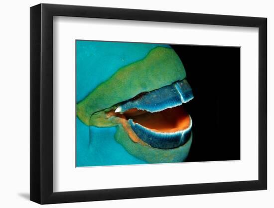 Close-Up of a Greentroat Parrotfish Mouth and Beak-Reinhard Dirscherl-Framed Photographic Print